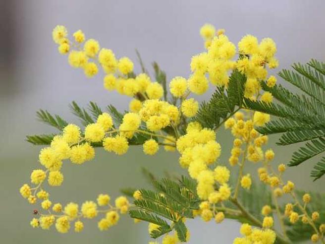 mimosa significato ori crop MASTER 0x0