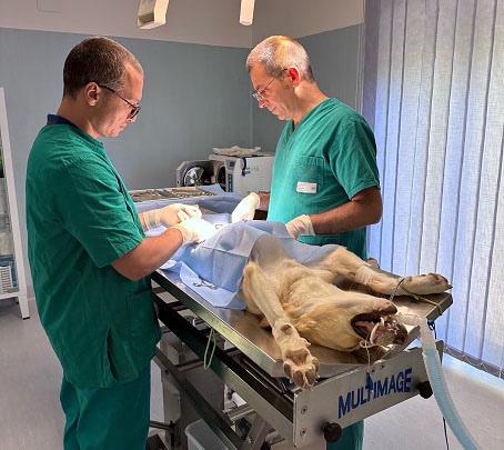 Clinica veterinaria Enna