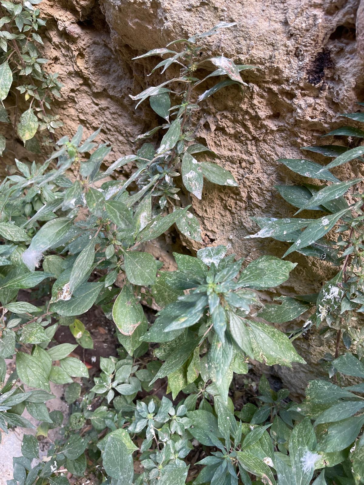 viacolaianni4