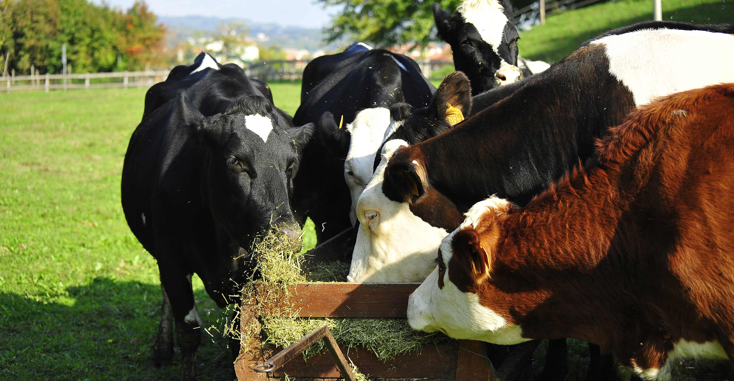 AF mangimi per bovini