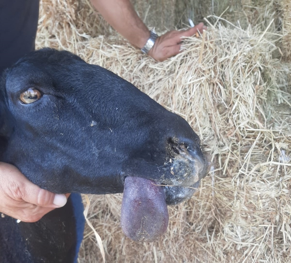 bluetongue