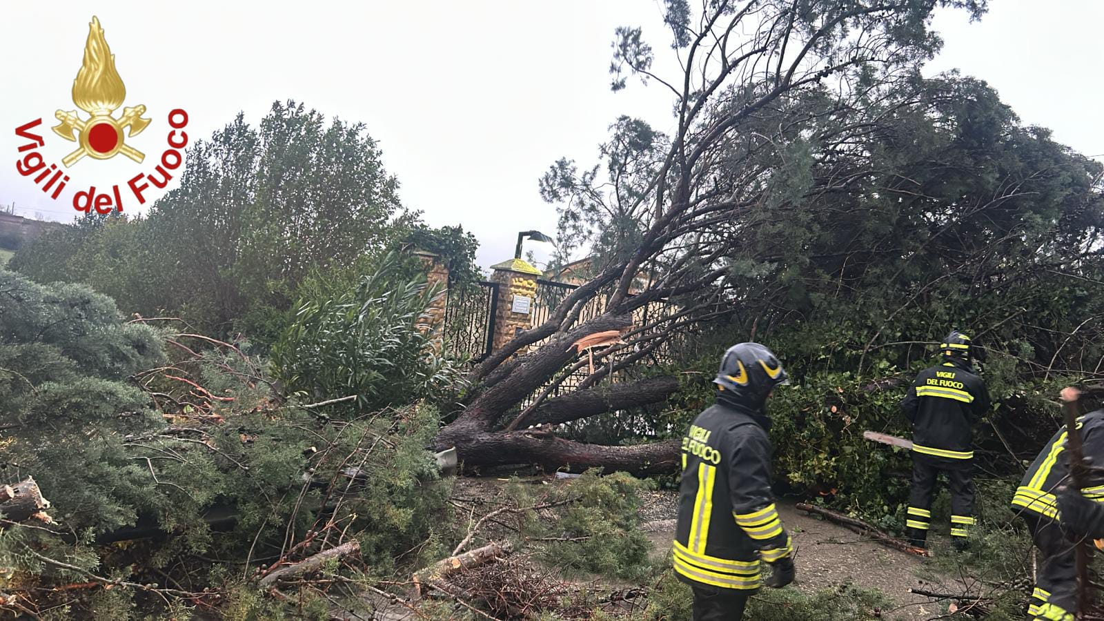 caduta albero