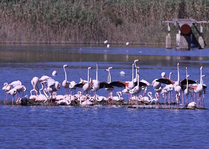 Fenicotteri rosa a Priolo