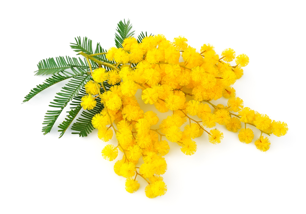 coltivare mimosa
