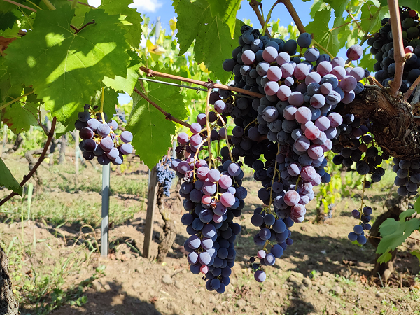 Uva Nerello mascalese2