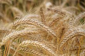 grano