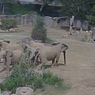 California - Durante il terremoto a San Diego, gli elefanti dello Zoo Safari Park proteggono i cuccioli