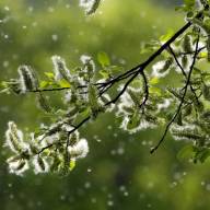 Pollinosi: cos’è, come prevenirla e affrontarla nella fase acuta