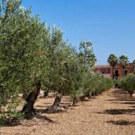 Trapani - Agricoltura trapanese, Lo Curto: Sbloccare subito i fondi per la peronospora 2023