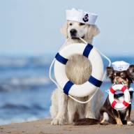 Vacanze a prova di zampa: come viaggiare senza stress con il tuo animale domestico