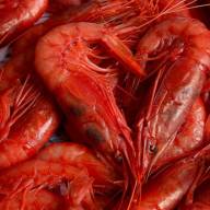 Pesca, prorogato il fermo per gambero rosso e viola nel Canale di Sicilia