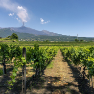 Vino siciliano, 11 progetti per conquistare i mercati extra Ue: oltre 4 milioni di euro di contributi