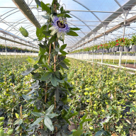 San Giuseppe Jato, la Passiflora siciliana conquista la scena internazionale