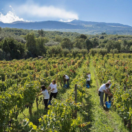 Vitivinicolo, dalla commissione bilancio via libera a 19 milioni