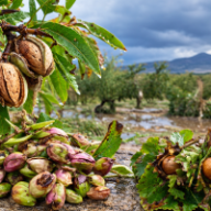 Maltempo, dalla Regione 4,5 milioni per le aziende agricole danneggiate nel 2023