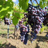 Vignaioli dell'Etna contro l'omologazione: 