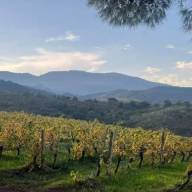 Agricoltura siciliana, via libera al tavolo tecnico regionale: a rischio 32 mila posti di lavoro